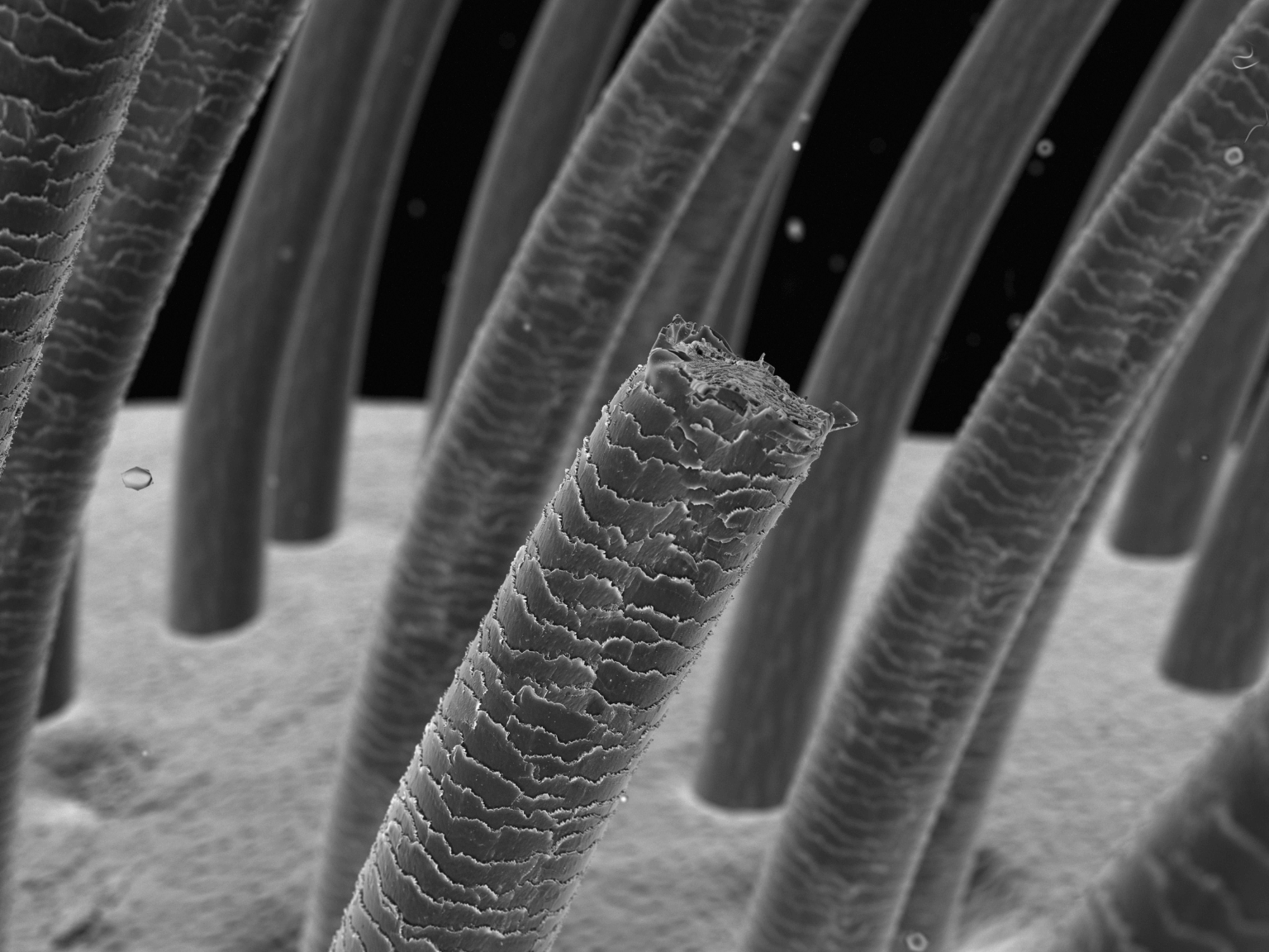 a close-up microscope image of hair strands; one hair is broken