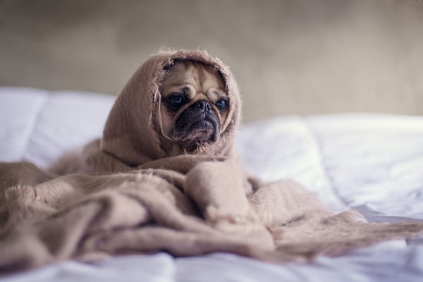 a tired pug sitting on a soft white bed. the dog has a blanket over its head and looks bored and tired.