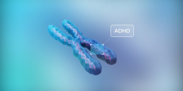 a large chromosome with dna in it, detecting alleles and dna for adhd, exploring the possibility of genetics being linked to adhd in families