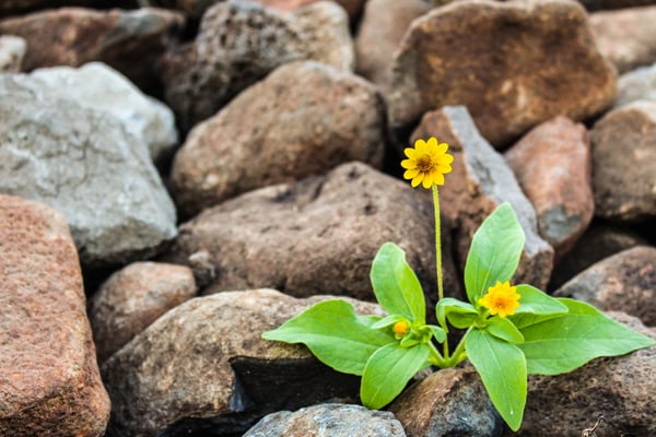 small yellow flowers and green leaves growing past the large rocks that were above it. Photo by Nacho Juárez from Pexels.