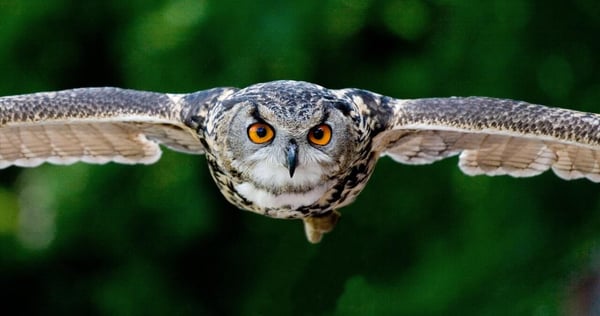 A photograph of a focused owl flying towards you with its wings wide open.