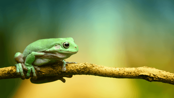 A photograph of a green frog sitting on a tree branch