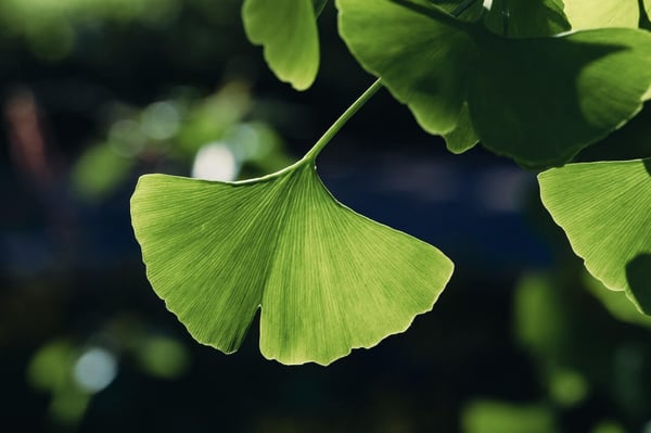 A single green Ginkgo biloba leaf on a tree in focus, with a few leaves above it and a blurry dark background.