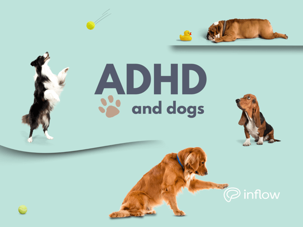 ADHD and dogs. The image features a few dogs, one is looking at the words on the image, one is chasing a ball, a bulldog is sleeping, and a golden retriever is pawing at the inflow logo at the bottom.