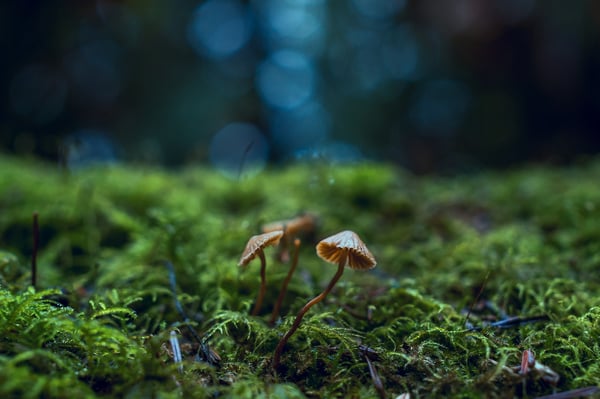 Small mushrooms growing on a mossy ground.
