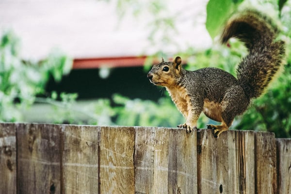 A squirrel standing on a wooden fence. Photo by Brett Sayles.