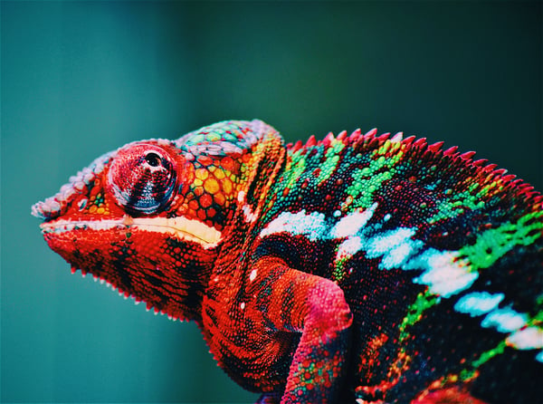 side view of a colorful chameleon on a branch