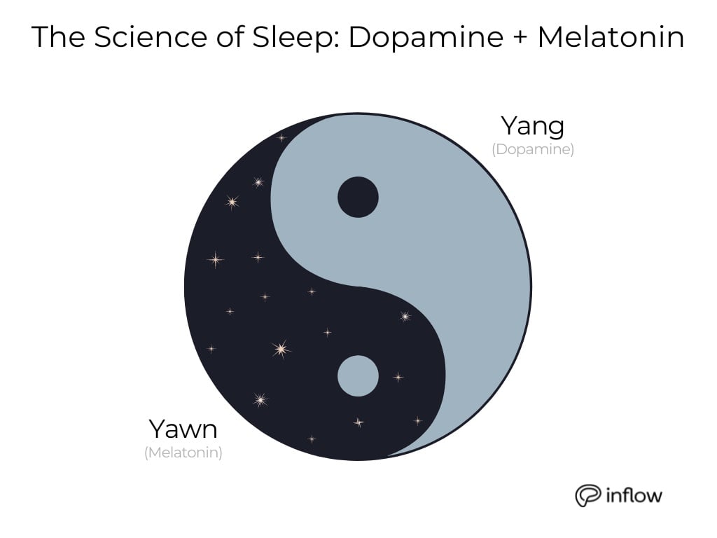 The science of sleep: dopamine + melatonin. They operate like the Yin and Yang.