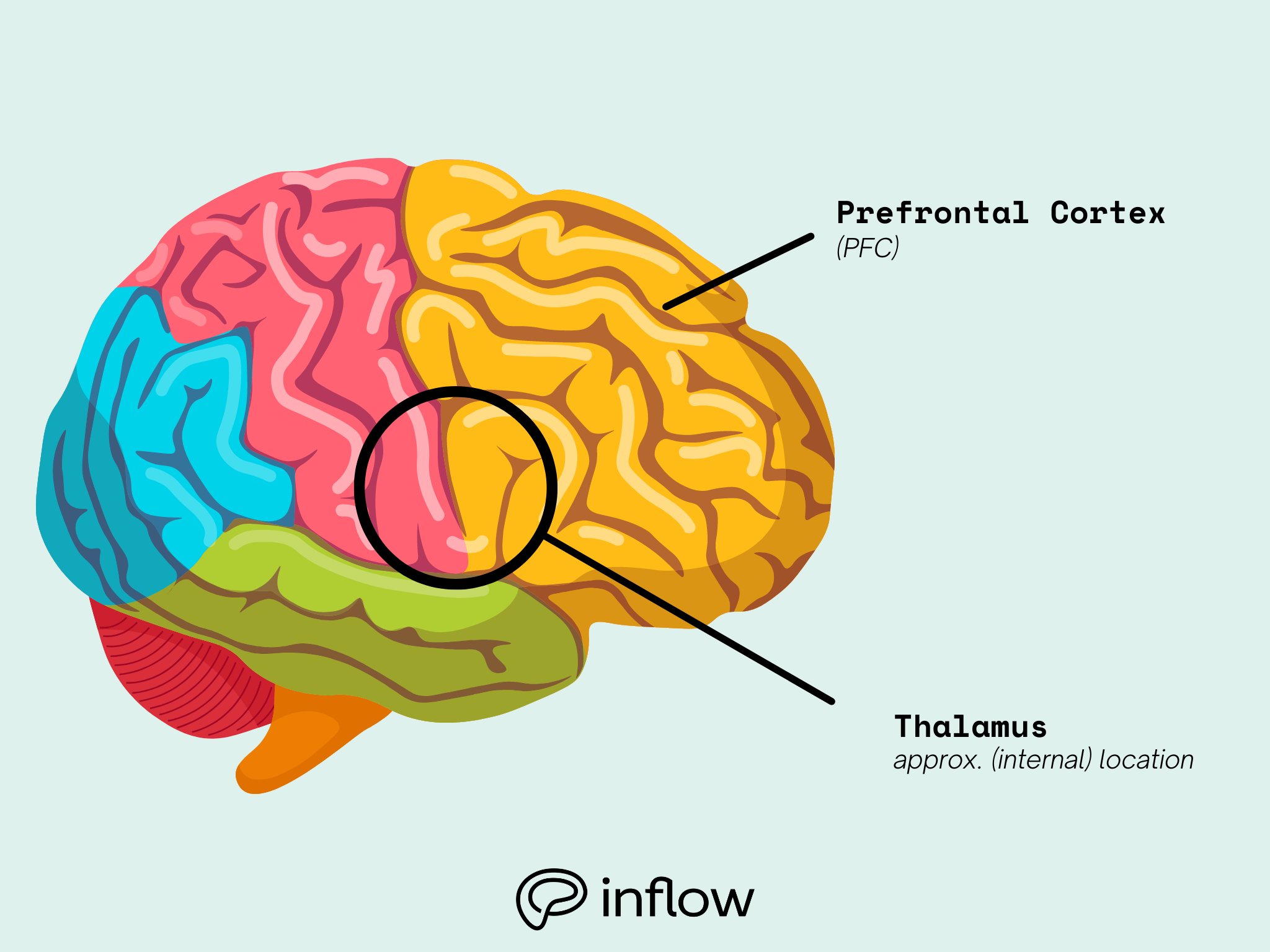 a brain with two labeled parts: the prefrontal cortex and the thalamus