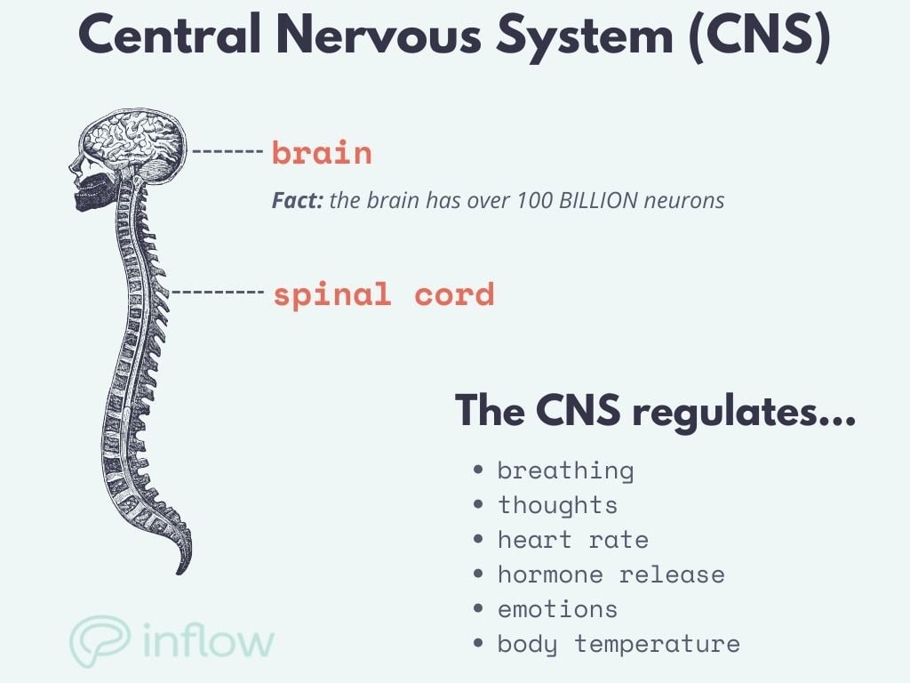 central nervous system (cns) diagram, showing the brain and spinal cord. Fun fact: the brain has over 100 billion neurons. The CNS regulates: emotions, thoughts, body temperature, hormone release, heart rate, and breathing
