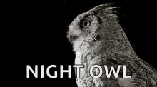 GIF: night owl, owl turning head slowly