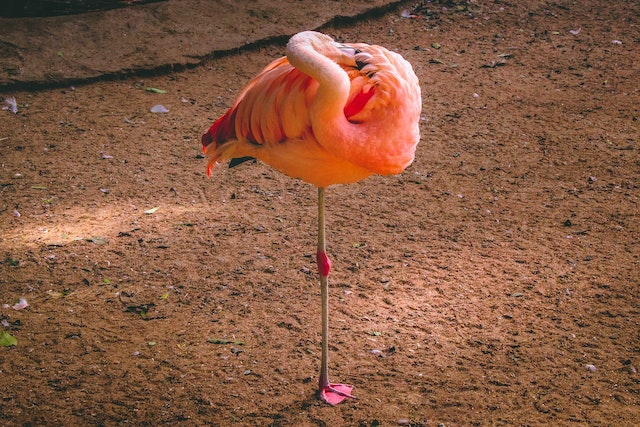A flamingo balancing on one leg