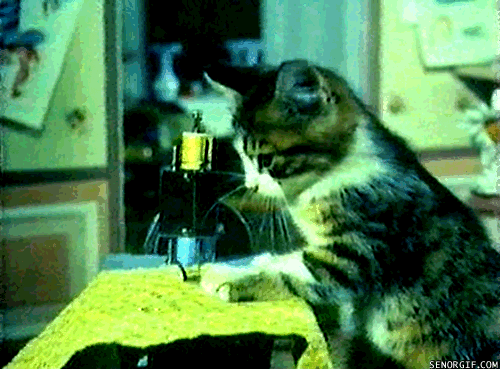 Gif of a tabby kitten at a running sewing machine, feeding a long strip of fabric through with its paws.