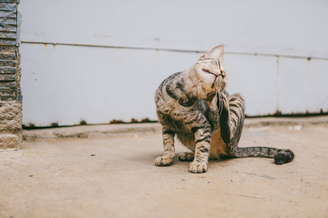 A small brown tabby cat scratching her ear with her hind leg.