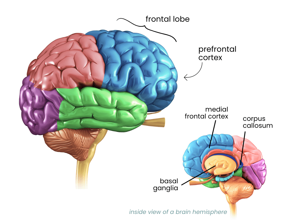 Two view of the human brain; points out the location of the frontal lobe, prefrontal cortex, medial frontal cortex, corpus callosum, and basal ganglia.