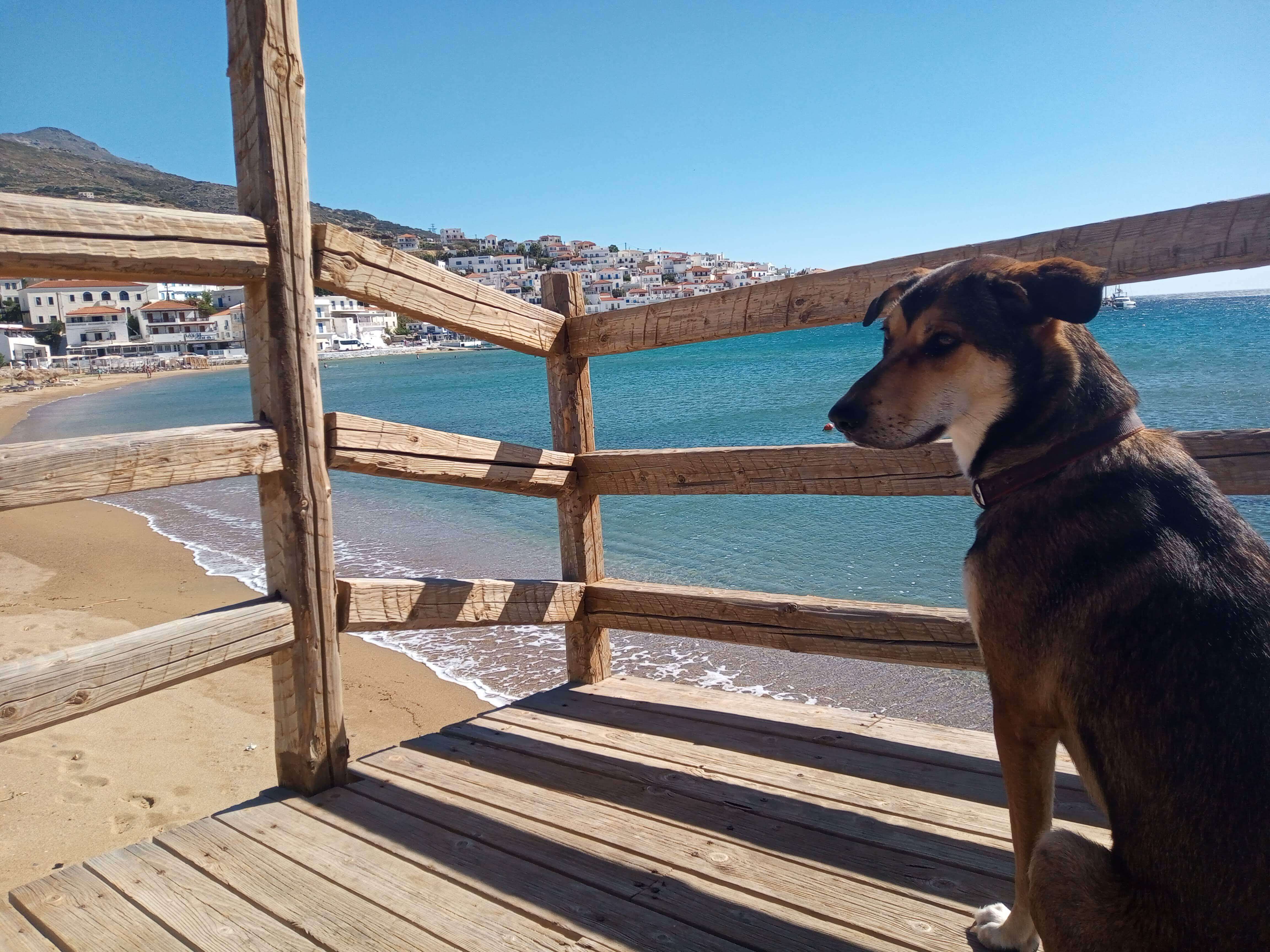 A cute dog sits on a pier at the beach with a beautiful landscape in the background in Santorini, Greece.