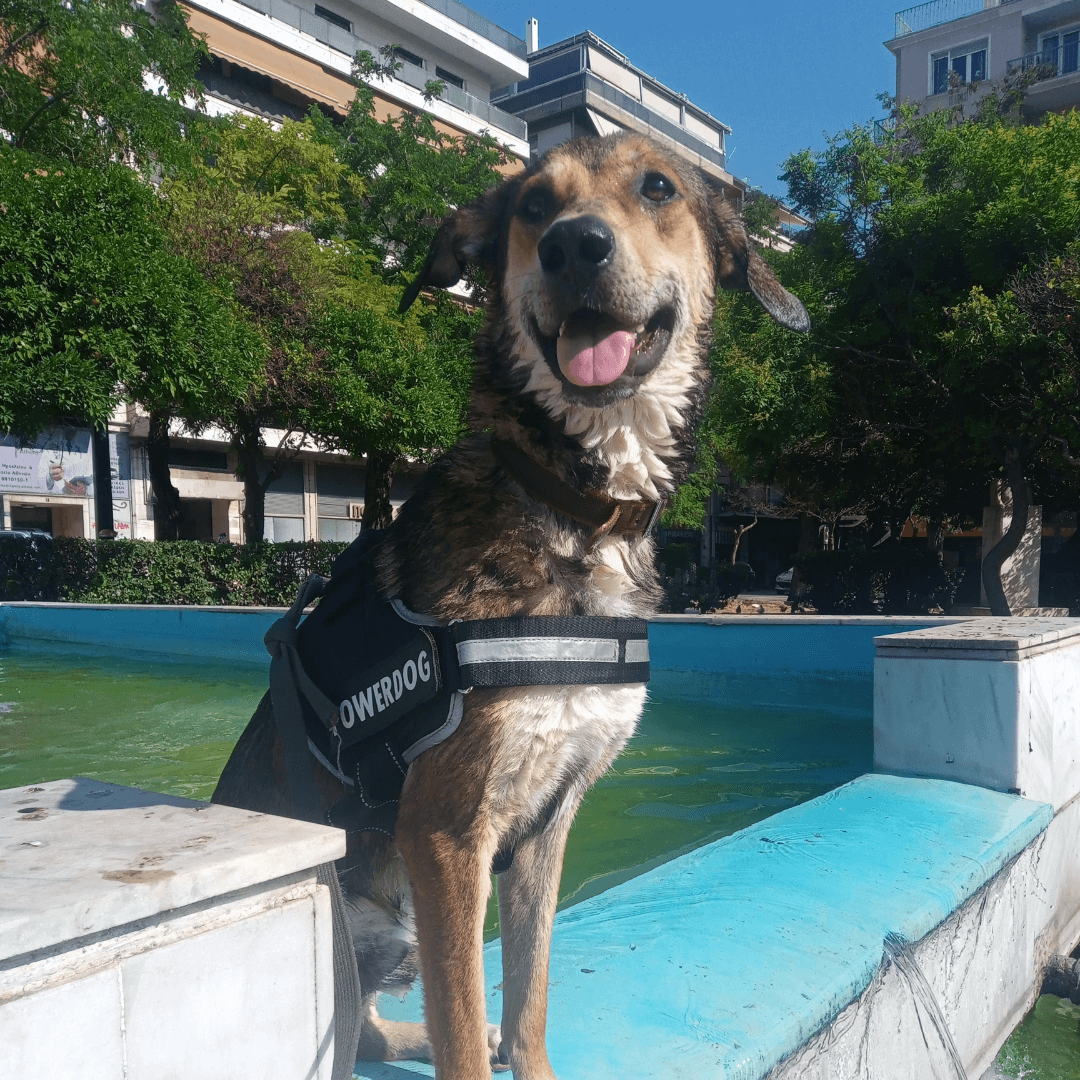 Junior the ADHD service dog sits outside by a fountain with his powerdog vest on. He's being a good boy.