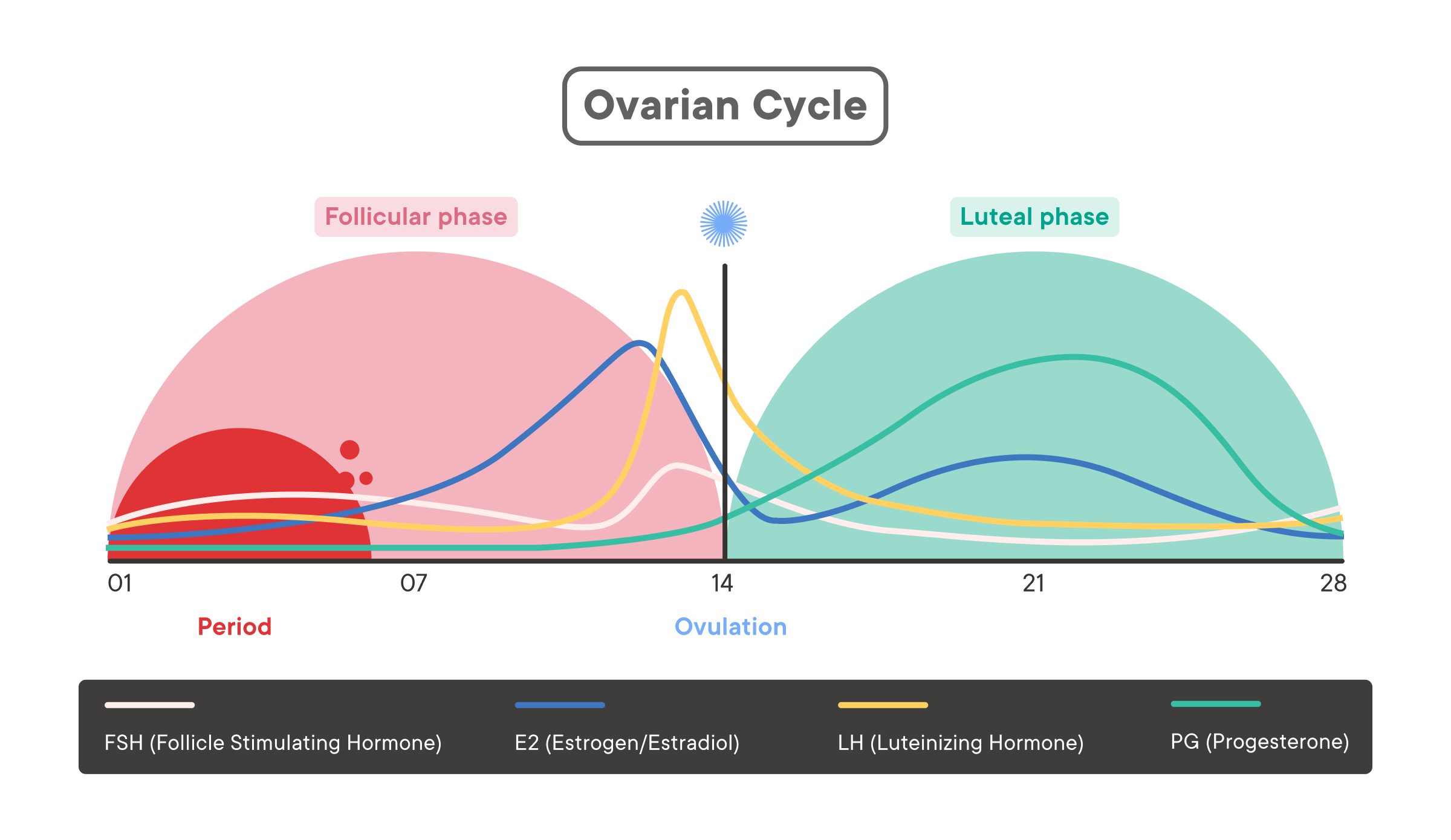 An image depicting the phases of the ovarian or menstrual cycle. The cycle is divided into four main phases: Menstrual, Follicular, Ovulation, and Luteal. In the Menstrual phase, the uterus sheds its lining, resulting in bleeding. The Follicular phase is characterized by the growth of follicles in the ovary, with rising estrogen levels. Ovulation occurs when a mature follicle releases an egg into the fallopian tube. The Luteal phase follows ovulation and involves the formation of the corpus luteum, which produces progesterone. Hormone peaks during the cycle include a significant rise in estrogen during the Follicular phase, a surge in luteinizing hormone (LH) just before ovulation, increased progesterone levels during the Luteal phase, and minor fluctuations in testosterone throughout the cycle. 