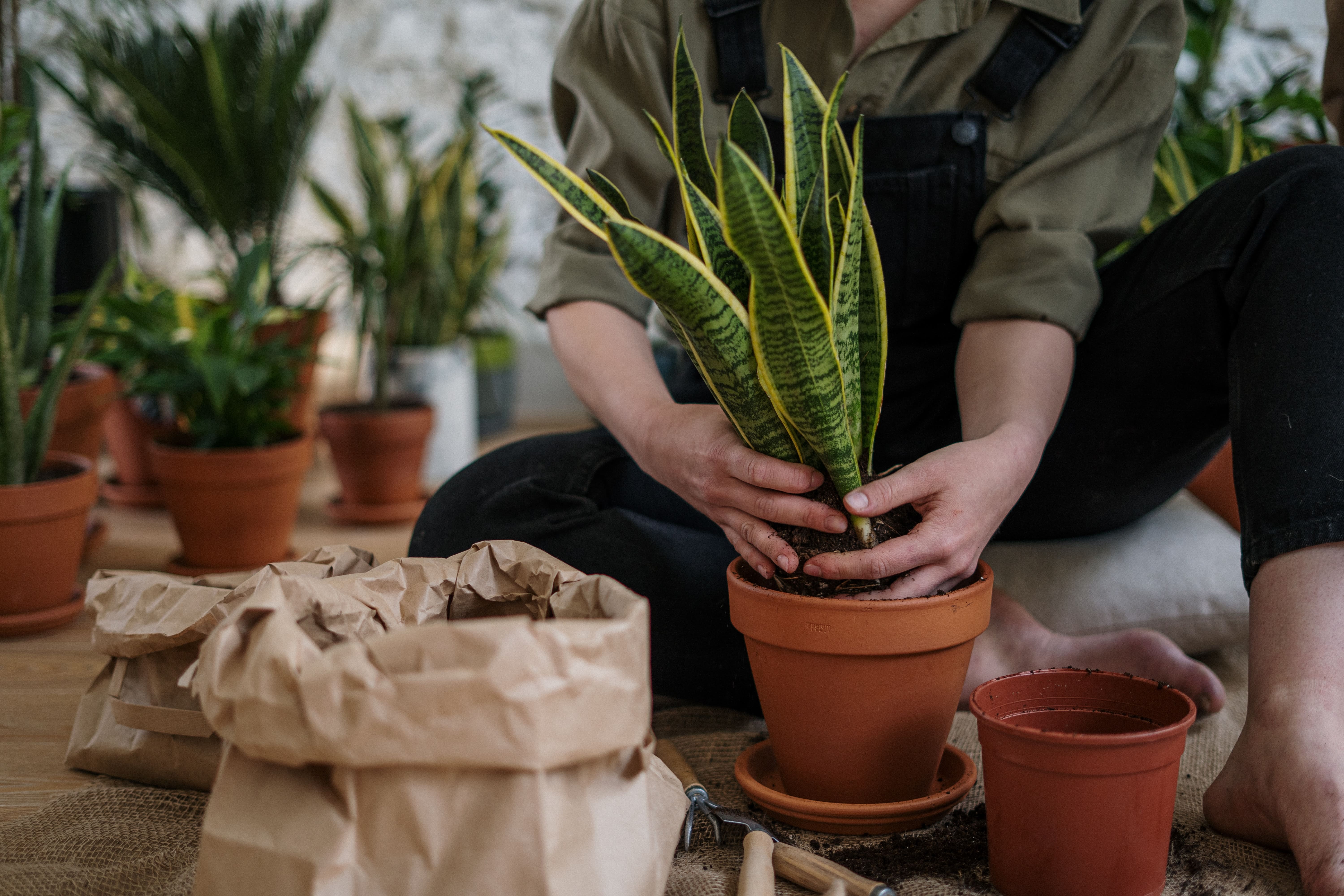 Houseplants for ADHD: how they help & how to keep them alive