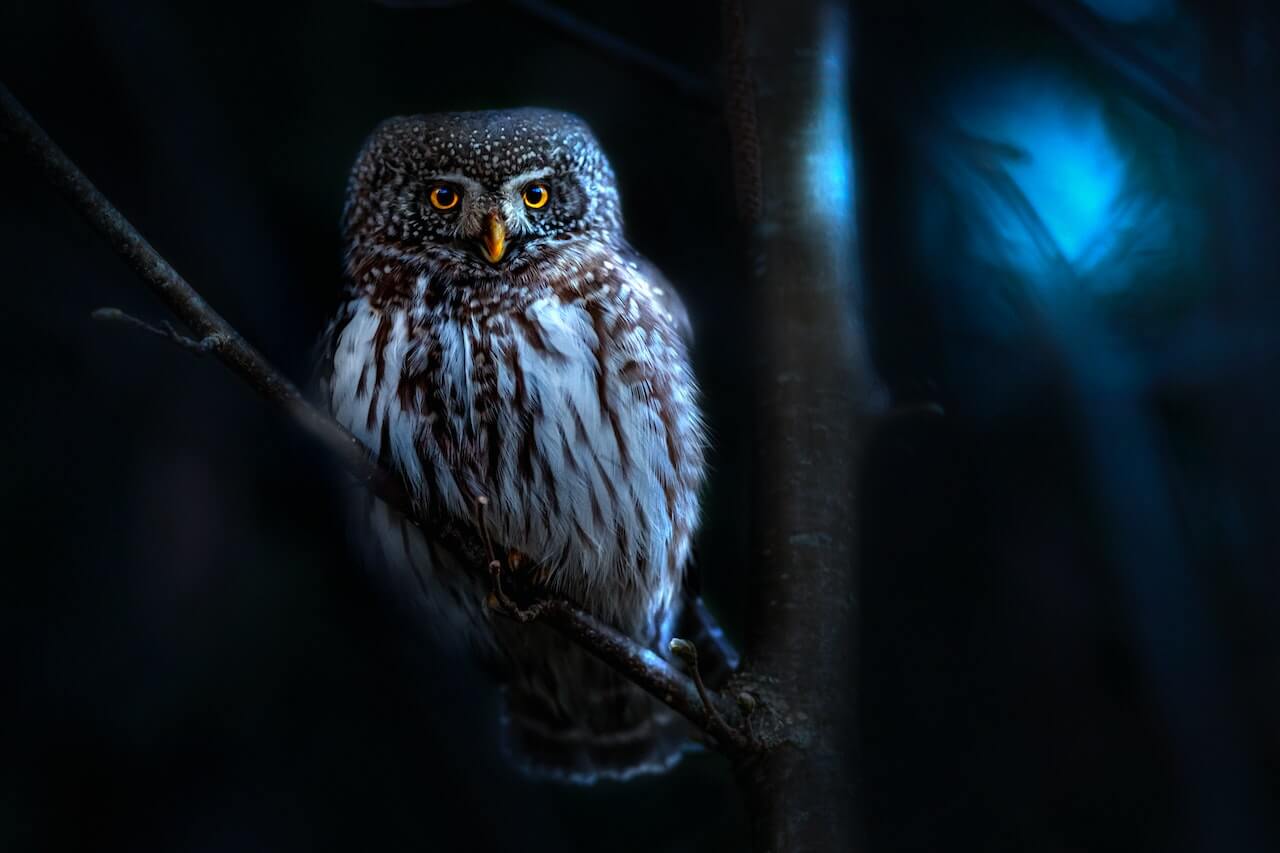 Nighttime photo of a European pygmi owl sitting on  a tree branch.