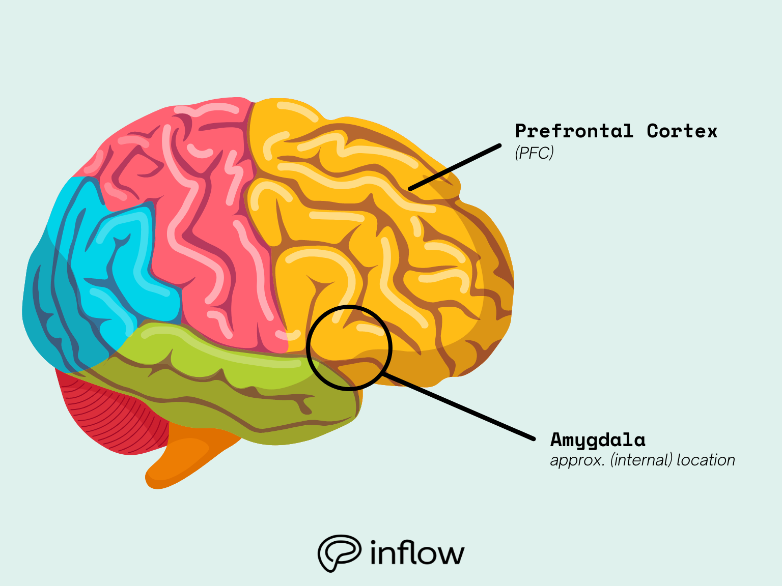 brain anatomy diagram that points out the location of the prefrontal cortex and the amygdala