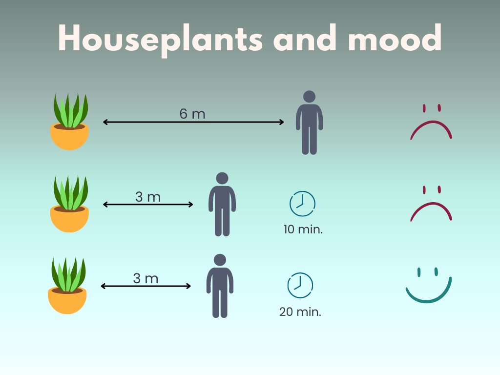 Graphic on green background titled Houseplants and mood. It shows the conclusions of the review described above. There are 3 lines with illustrations of a potted plant and a grey icon depicting a human with different distances between plant and human. Line 1 has the person 6 meters away from the plant and there's a red frowning face emoticon next to it. In line 2 the person is 3 meters away from the plant, and a timer indicates a duration of 10 minutes, followed by the same red frowning face emoticon on the right. Line 3 shows the person 3 meters away from the plant, the timer indicates a duration of 20 minutes, followed by a green smiley face emoticon on the right.