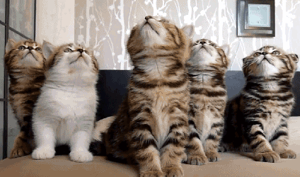 GIF of five tabby kittens sitting next to each other, bobbing their heads up and down in unison, their eyes apparently following an object that's off-camera.