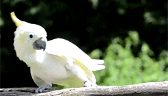 GIF of a white parrot swaying heavily from side to side.