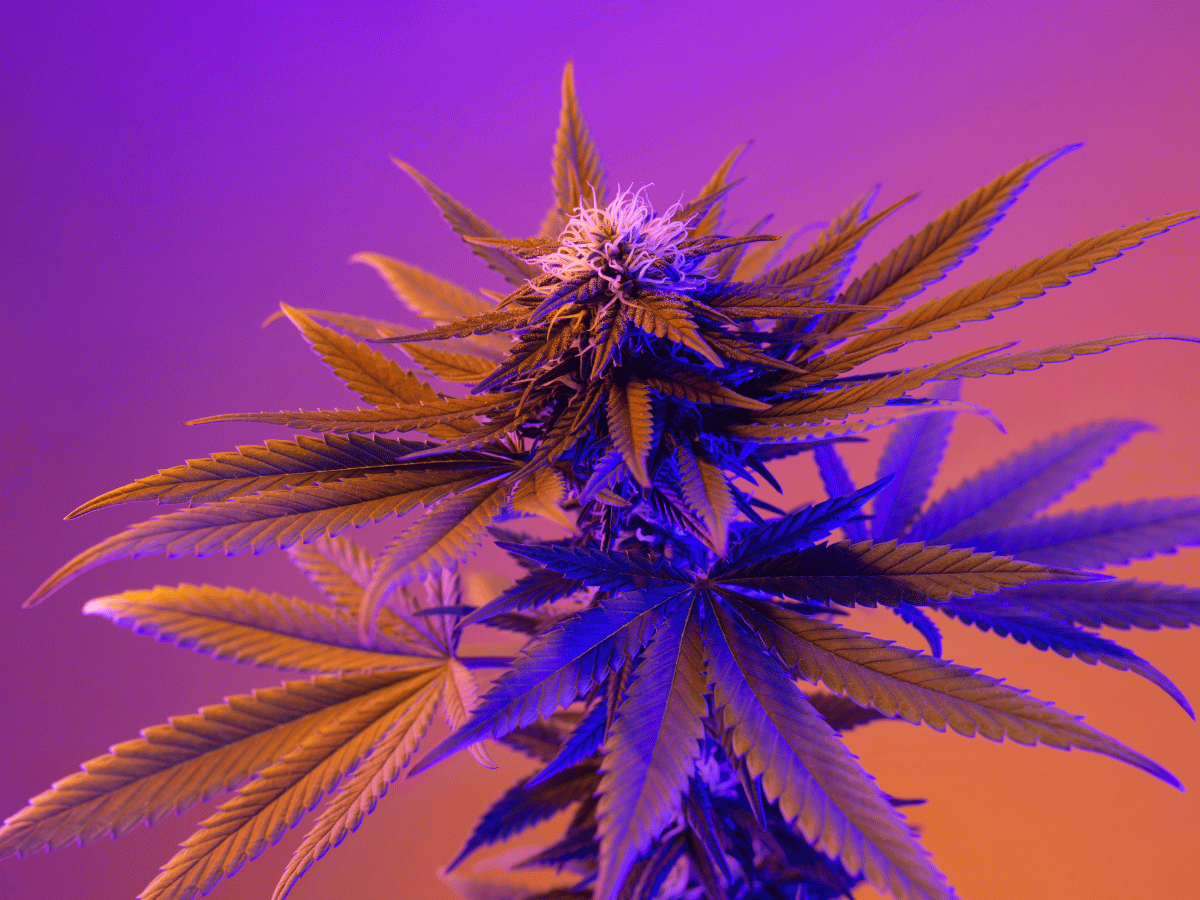 cannabis or marijuana plant shown in vivid colors