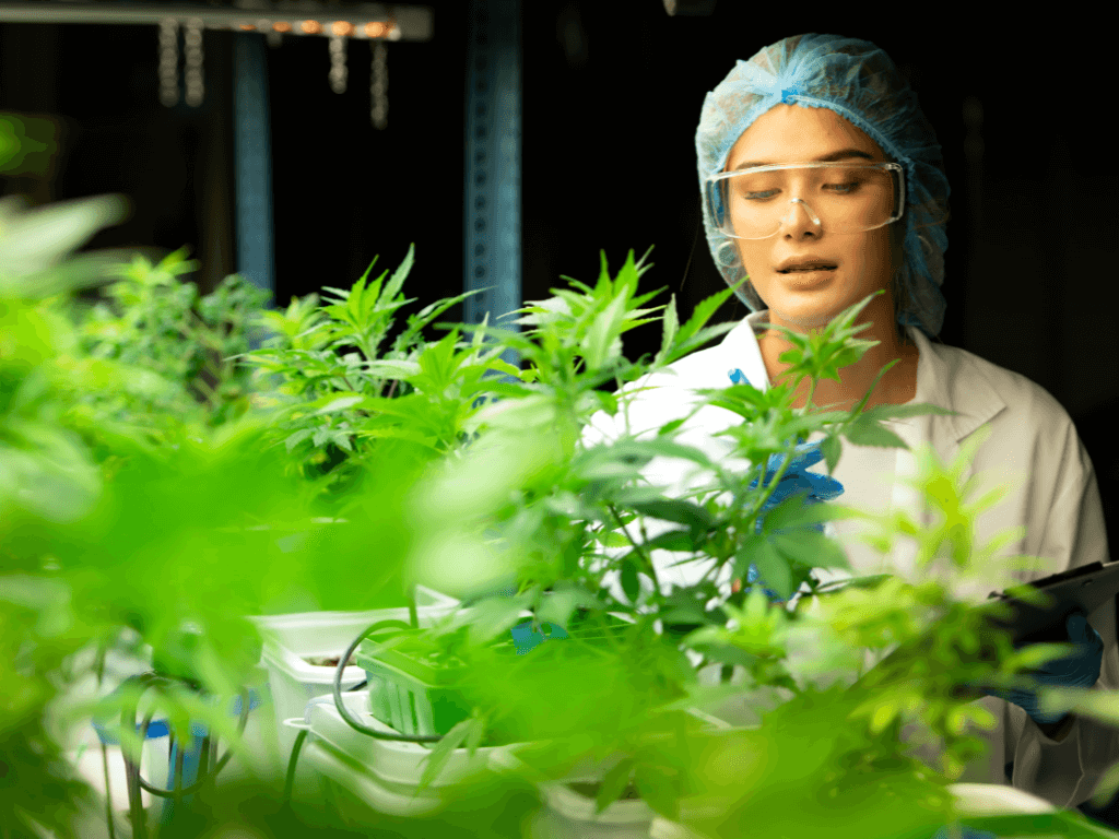 A scientist researching cannabis plants