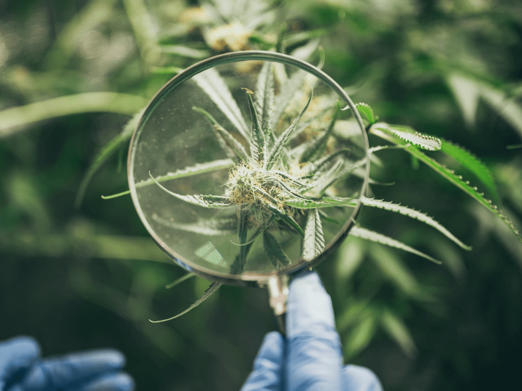A magnifying glass looking at a marijuana or weed plant to investigate its healing properties for adhd treatment