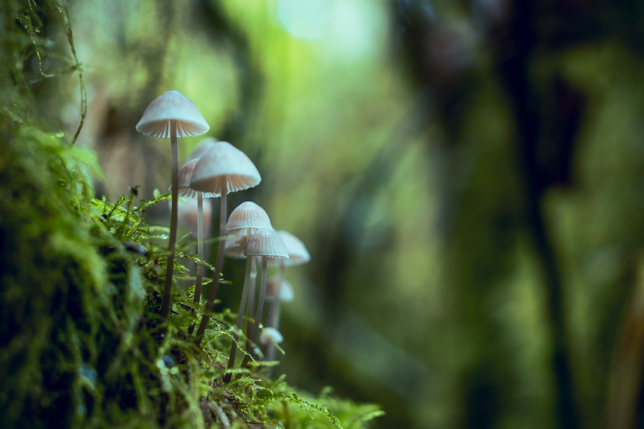 a row of small white mushrooms on mossy ground in a forest